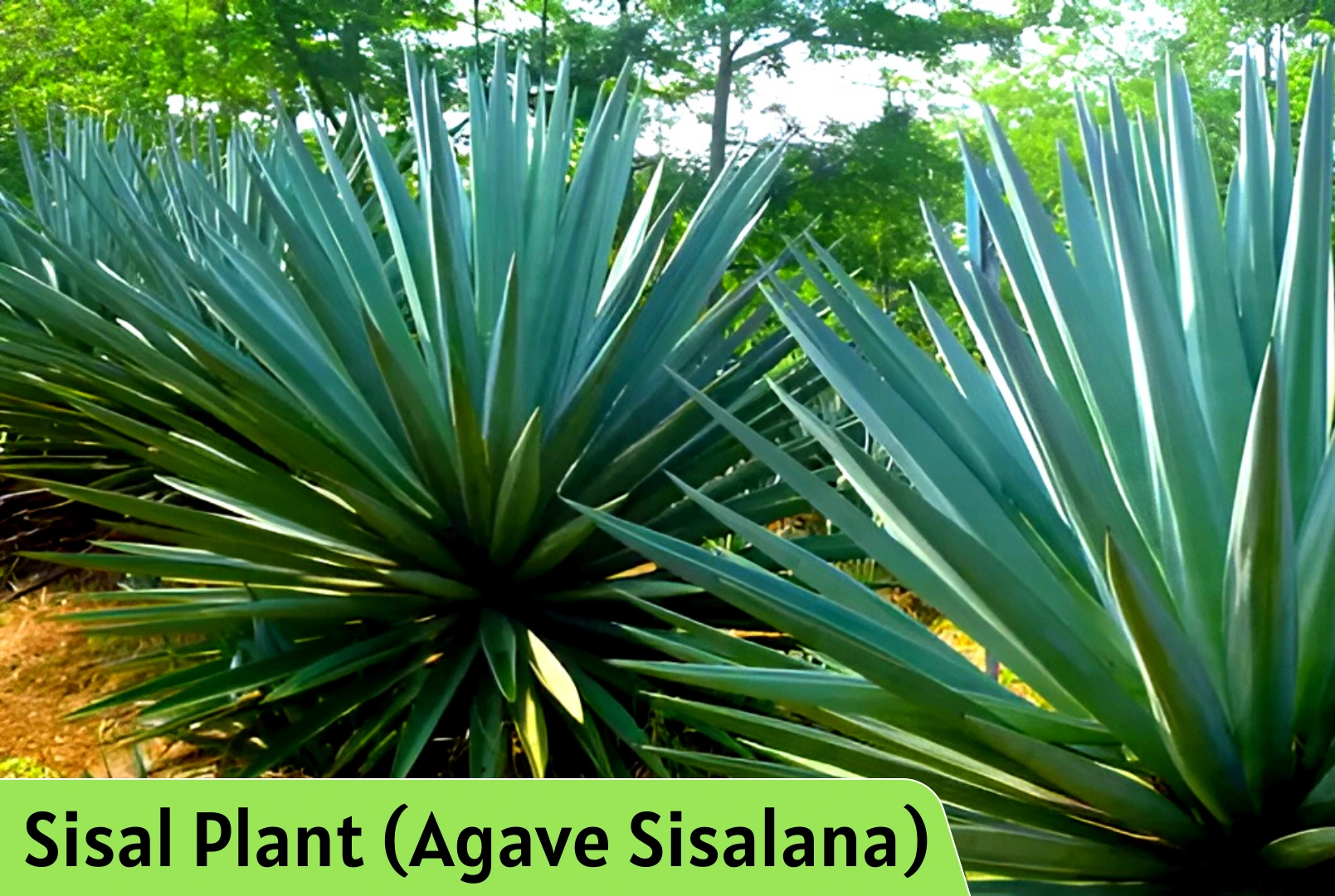 Sisal Plant