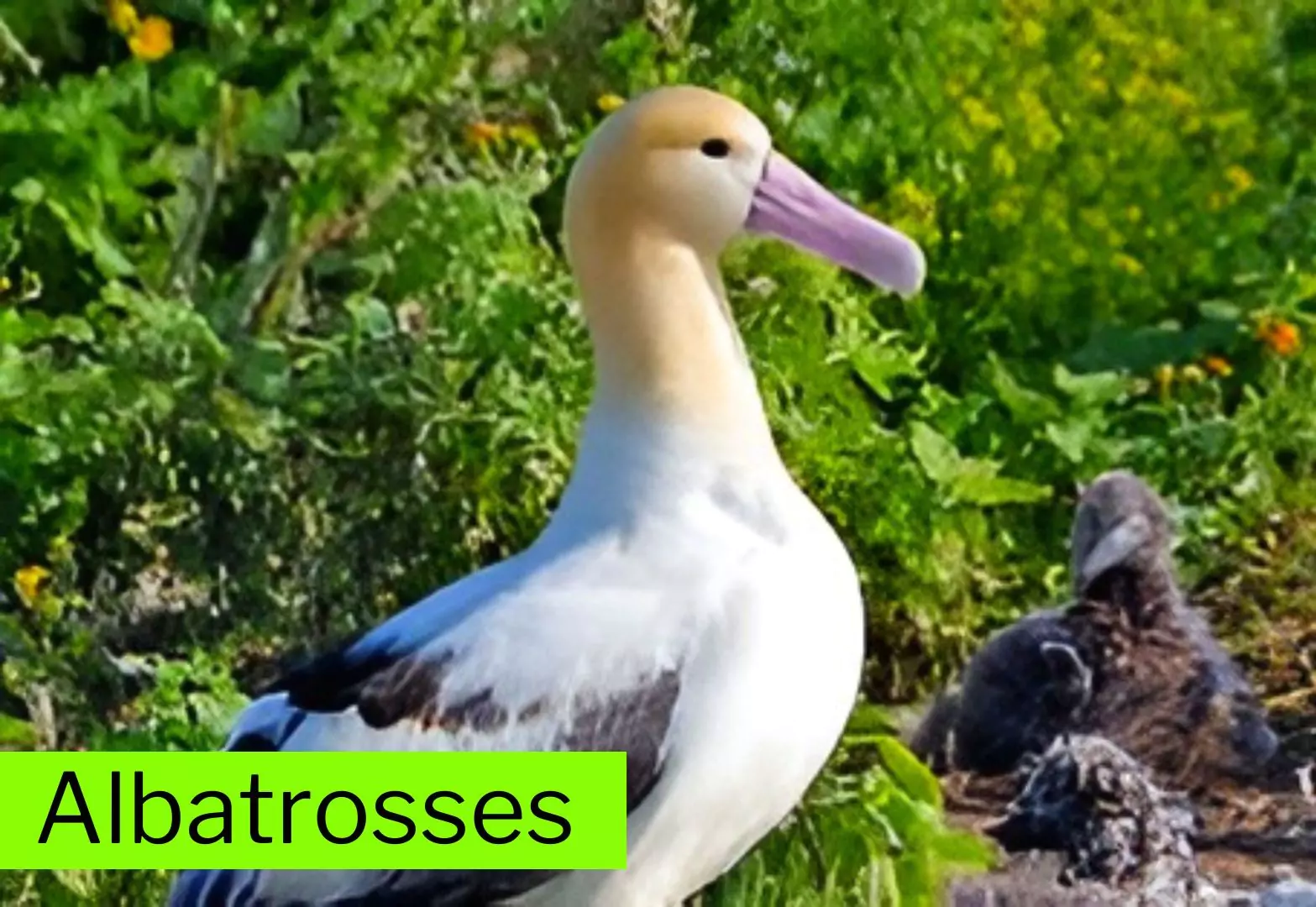 Albatrosses