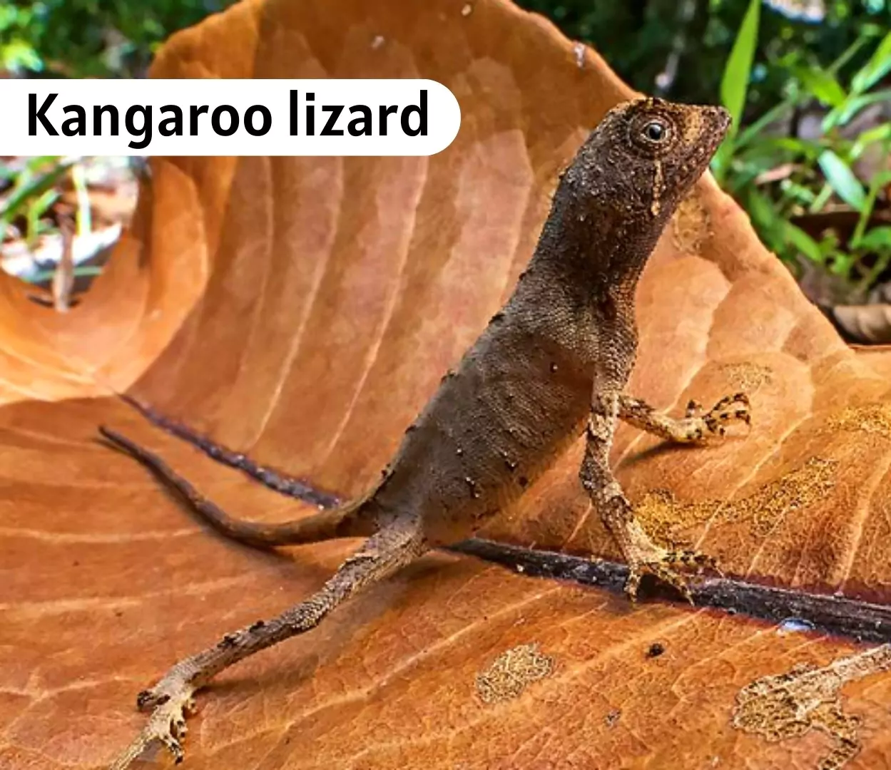 Kangaroo Lizard
