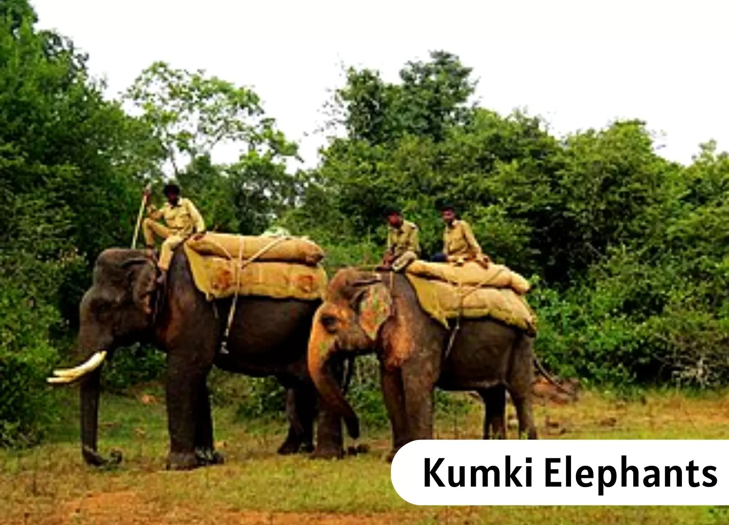 Kumki Elephant