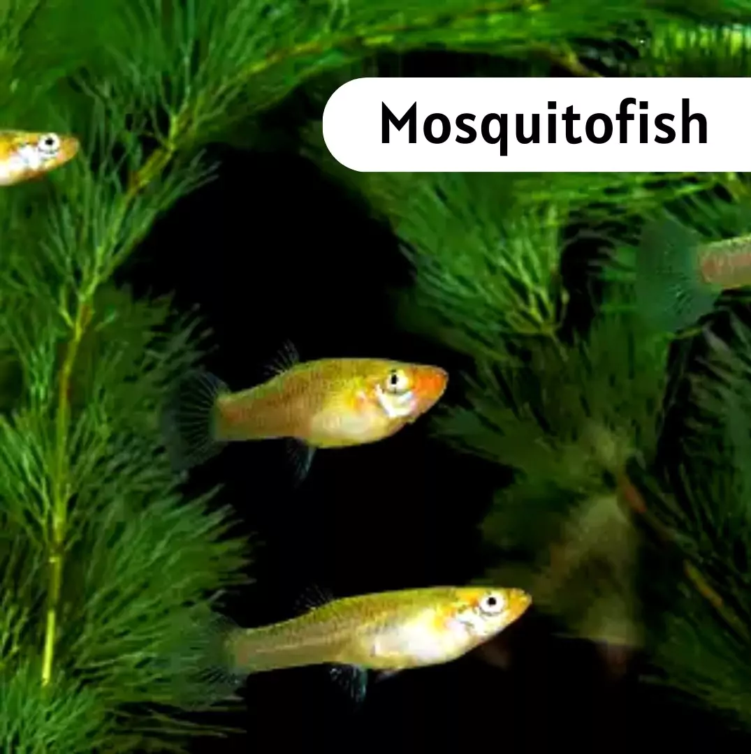 Mosquitofish