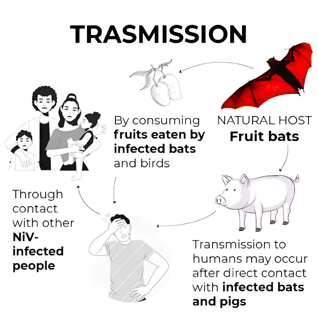 Transmission of Nipah Virus