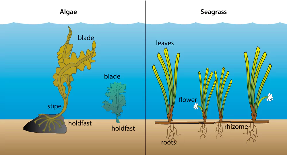 Seaweed Cultivation