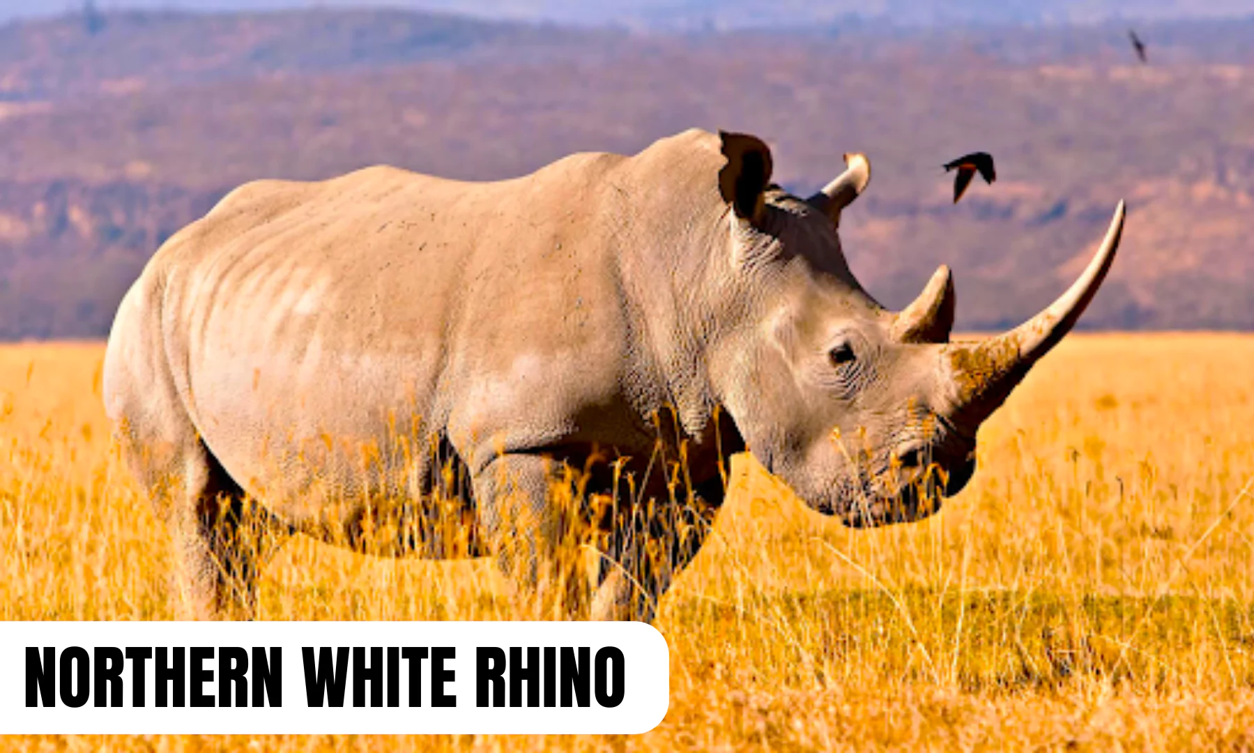 Northern White Rhinos: Habitat, And Conservation Status - PWOnlyIAS