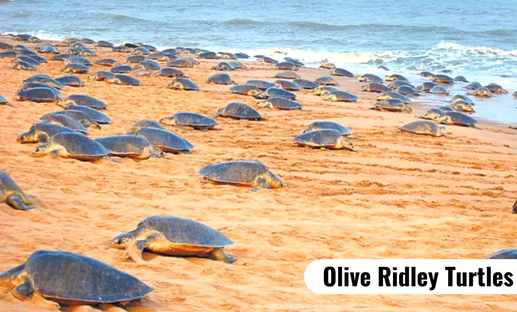 Olive Ridley Turtle
