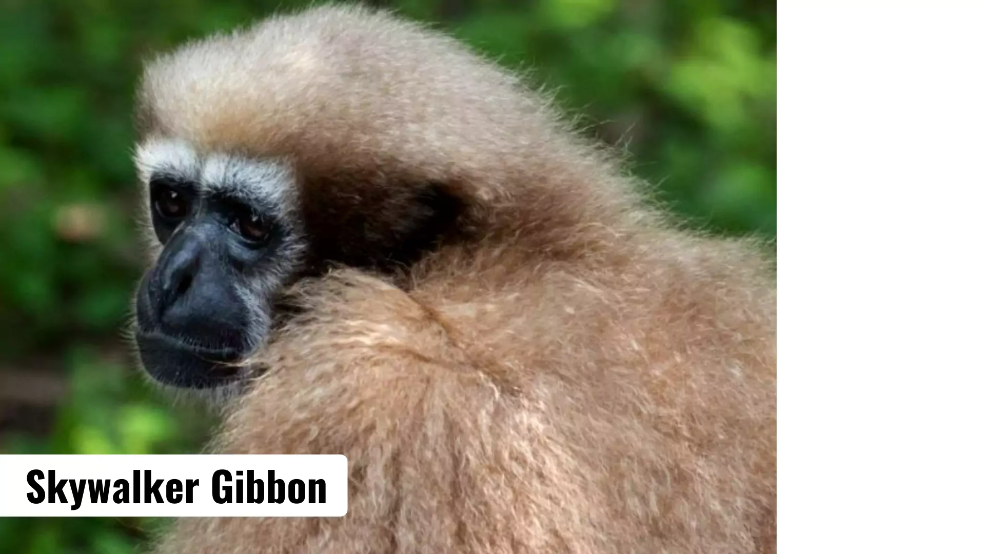 Skywalker Gibbon