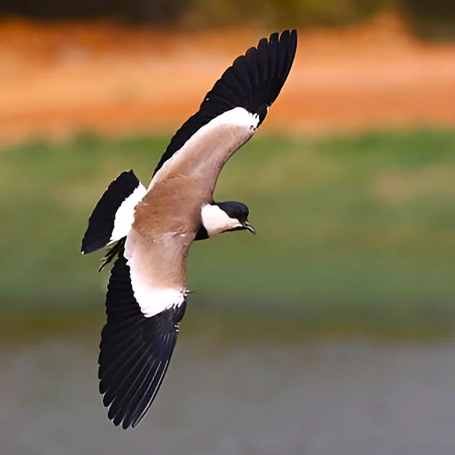 Spur-Winged Lapwing