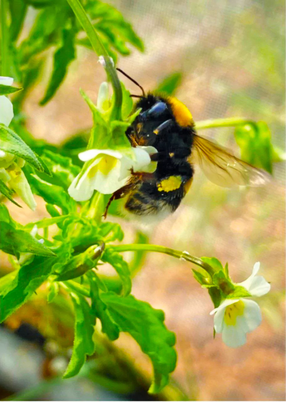 Pollinators