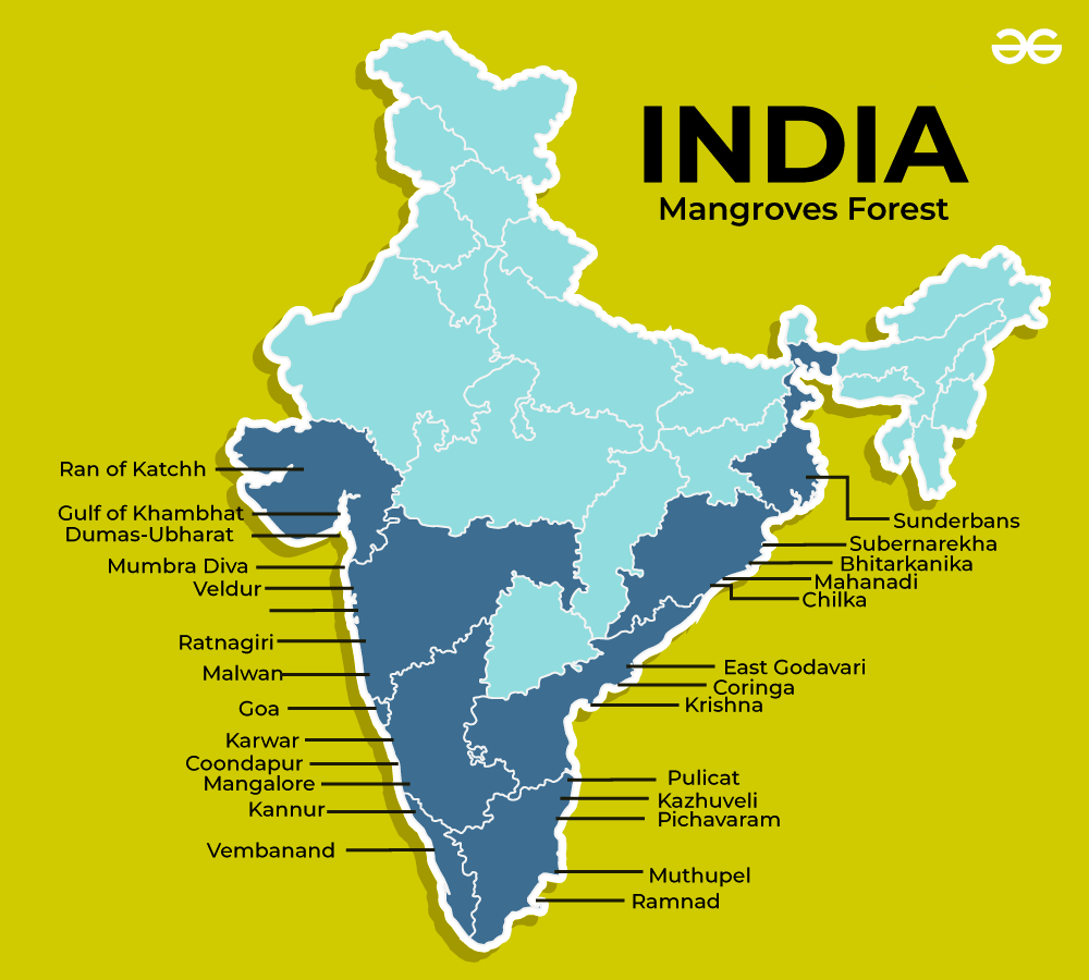 Mangrove Forest in India 
