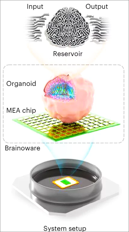 Brainoware