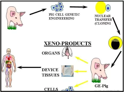 Xeno Products