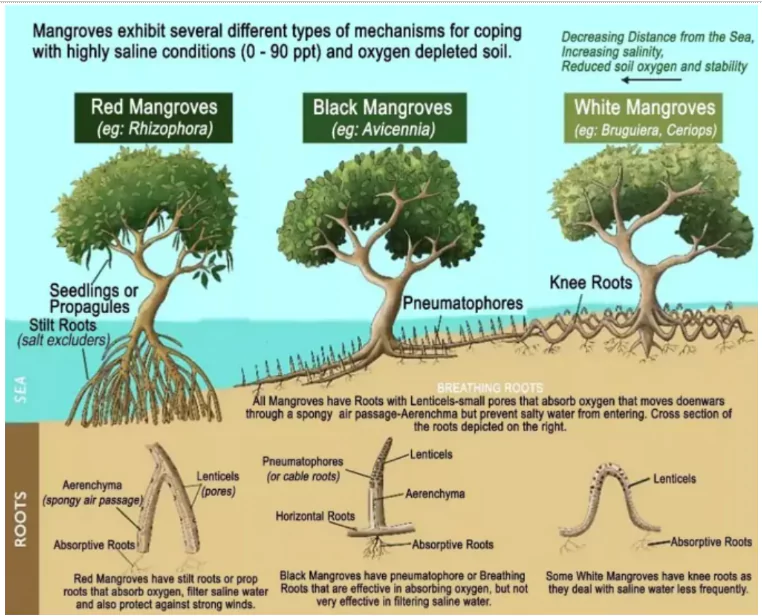 Mangrove Sites in India