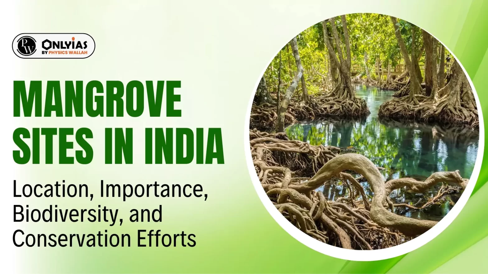 Mangrove Sites in India: Location, Importance, Biodiversity, and Conservation Efforts