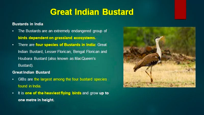 Great Indian Bustard