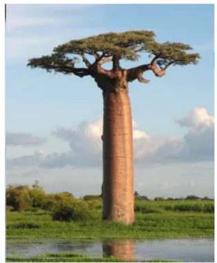 Baobab Trees