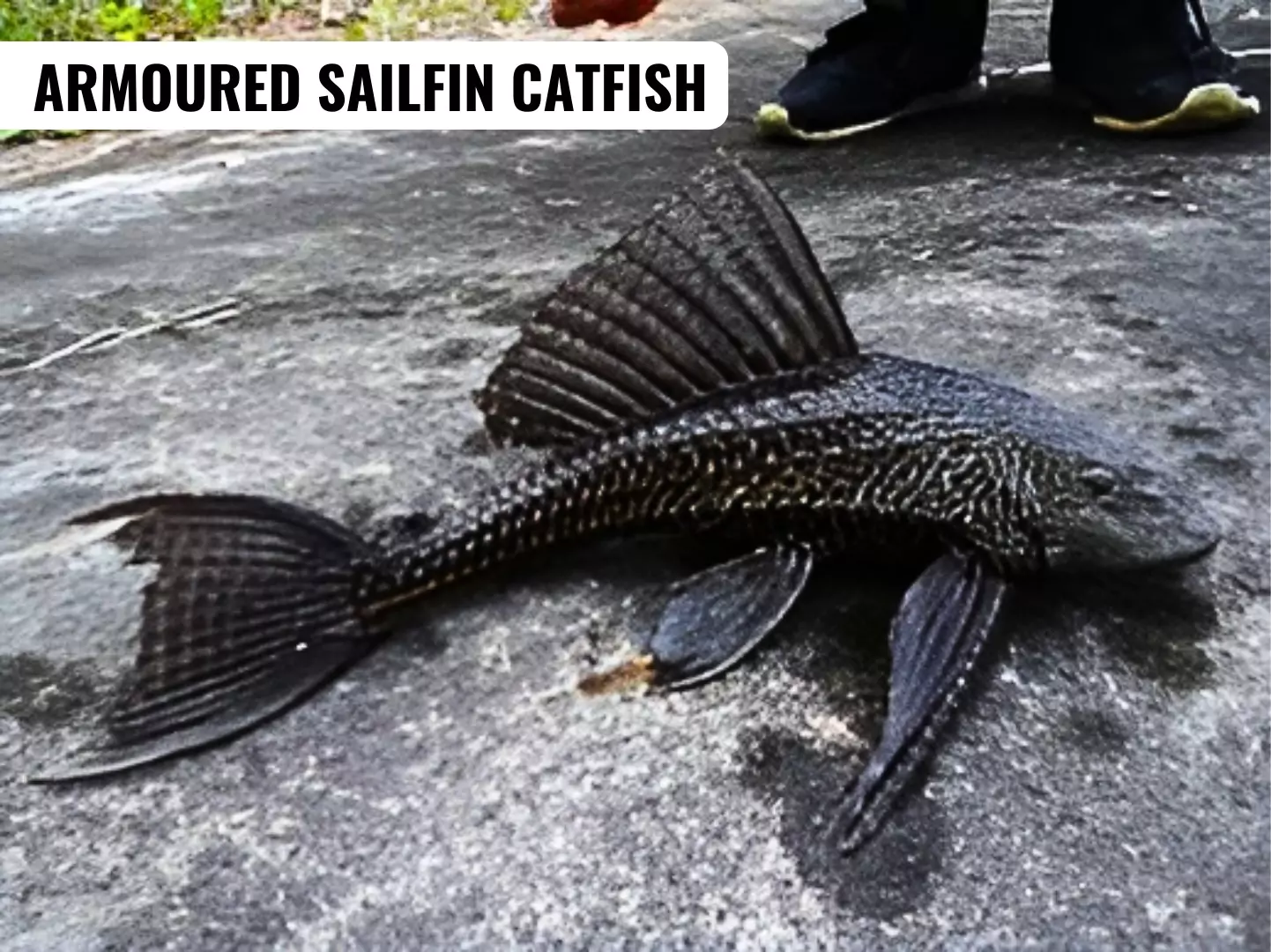 Armoured sailfin catfish