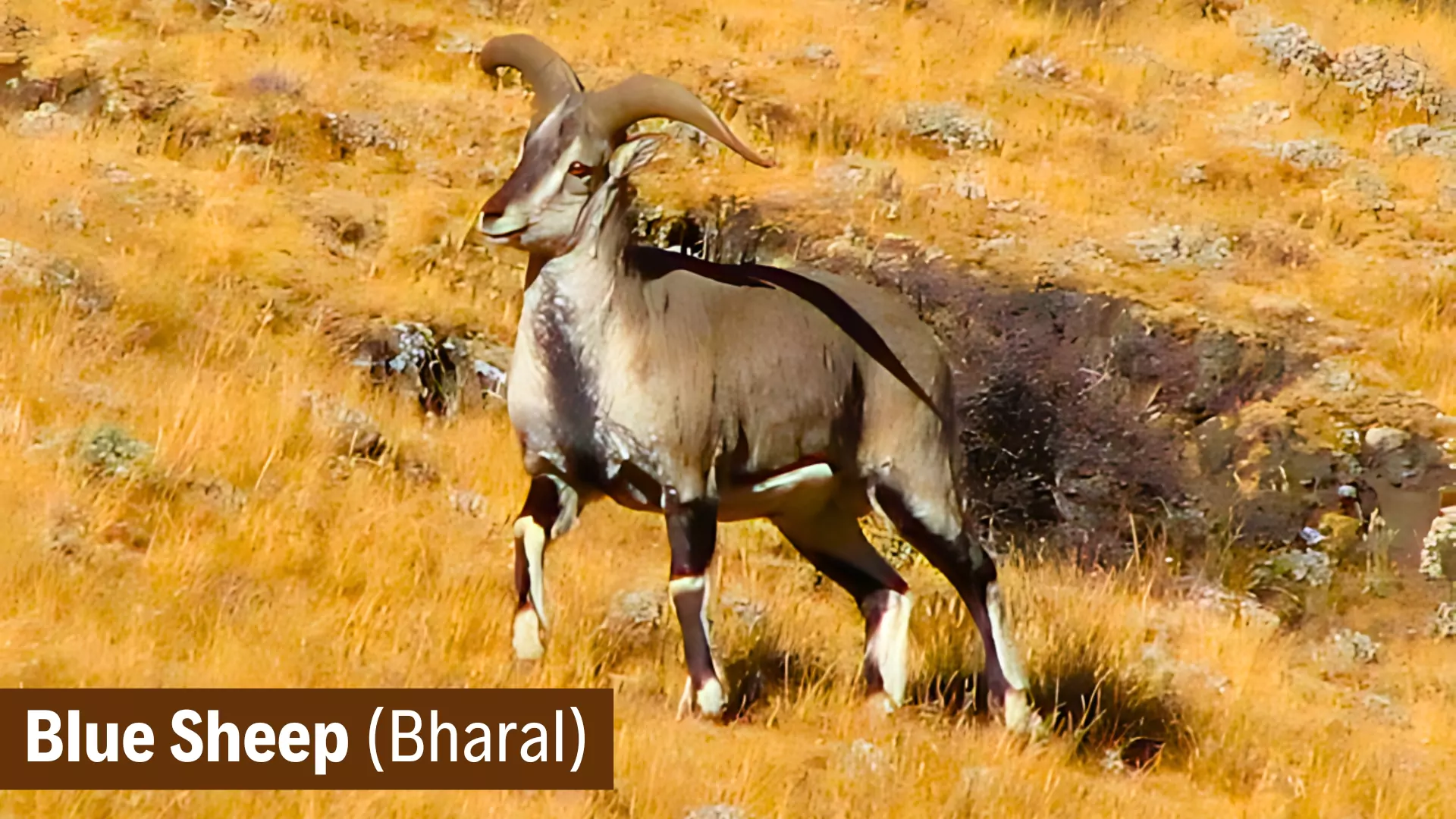 Blue sheep and Himalayan ibex Census