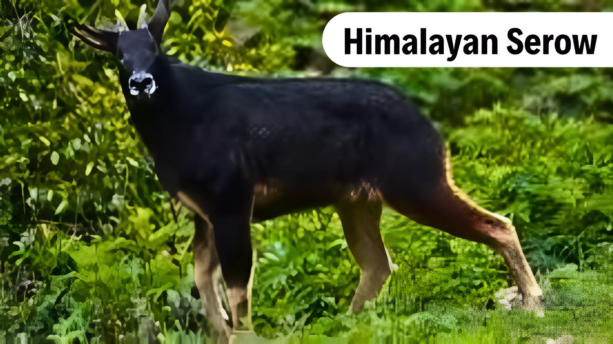 Himalayan Serow