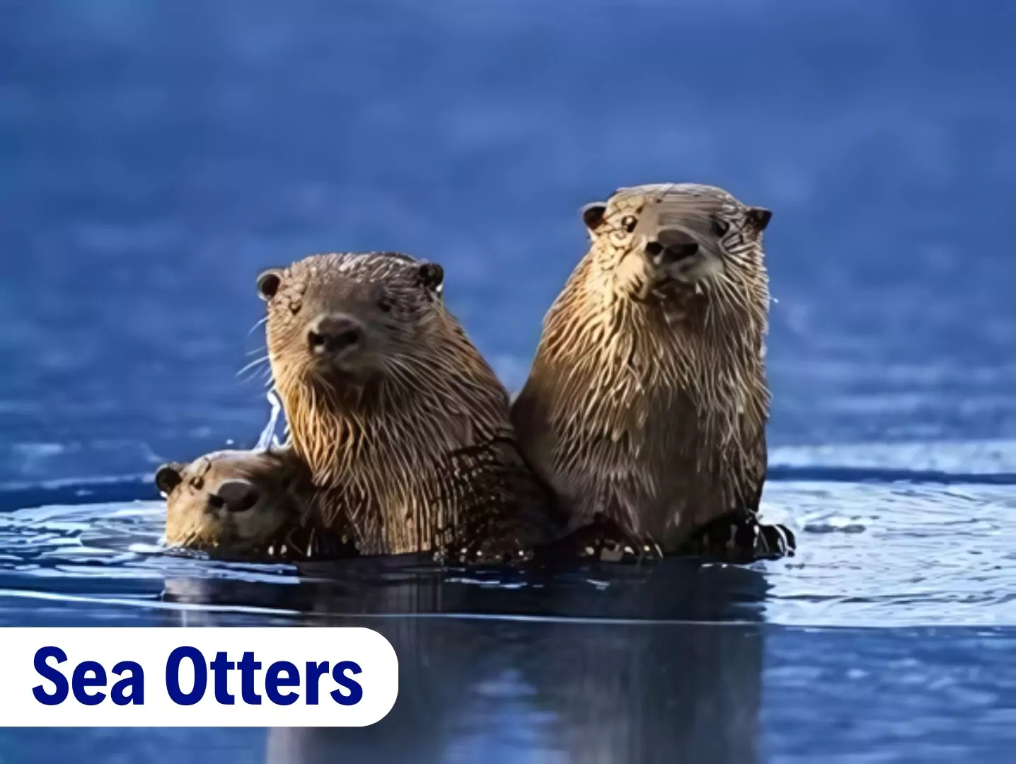 Sea Otters