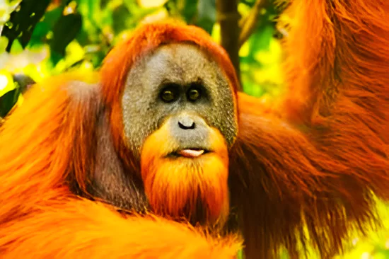 Orangutans