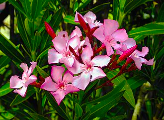 Oleander flowers