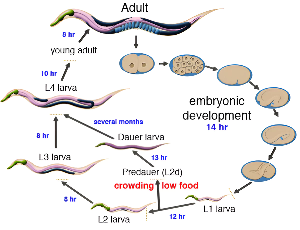 Caenorhabditis elegans