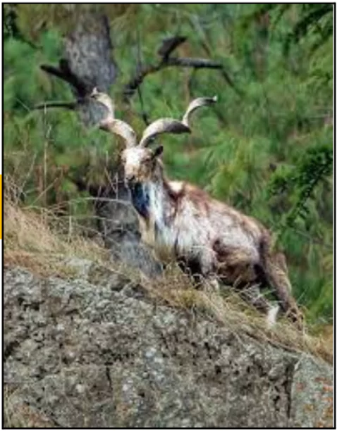 Markhor