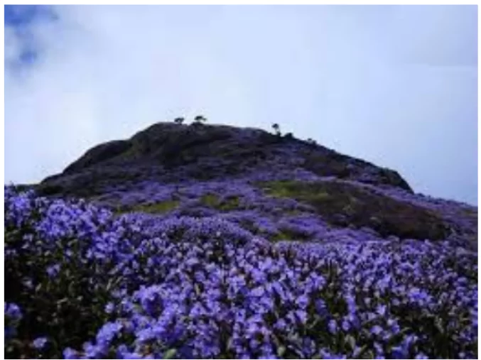 Neelakurinji