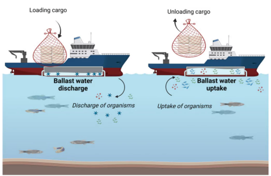 Ballast Water