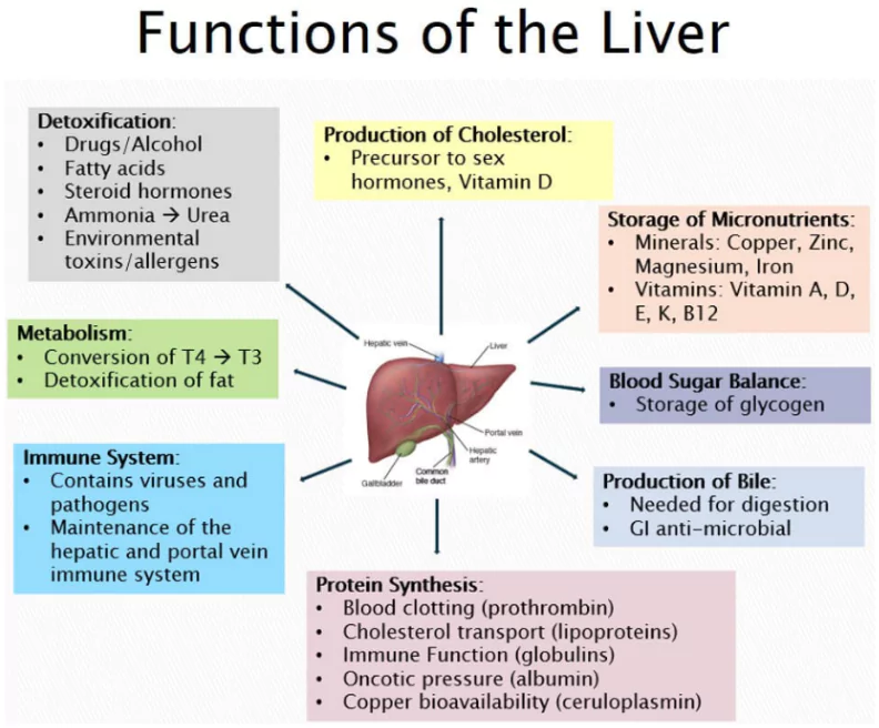 Fatty Liver Disease