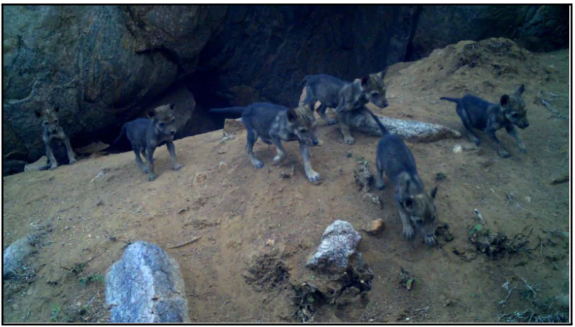 Indian Grey Wolf