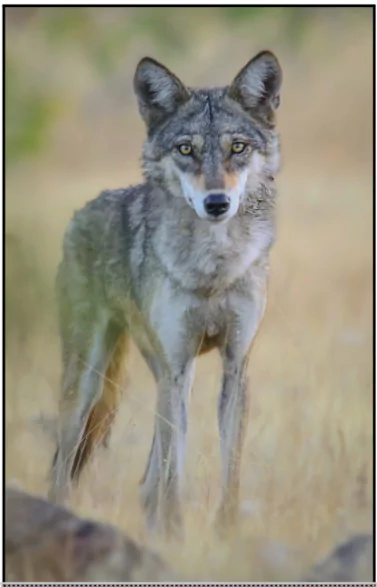 Indian Grey Wolf