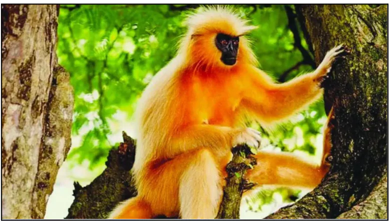 Golden Langur