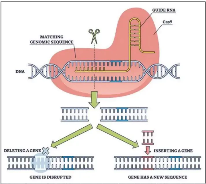 RNA Editing