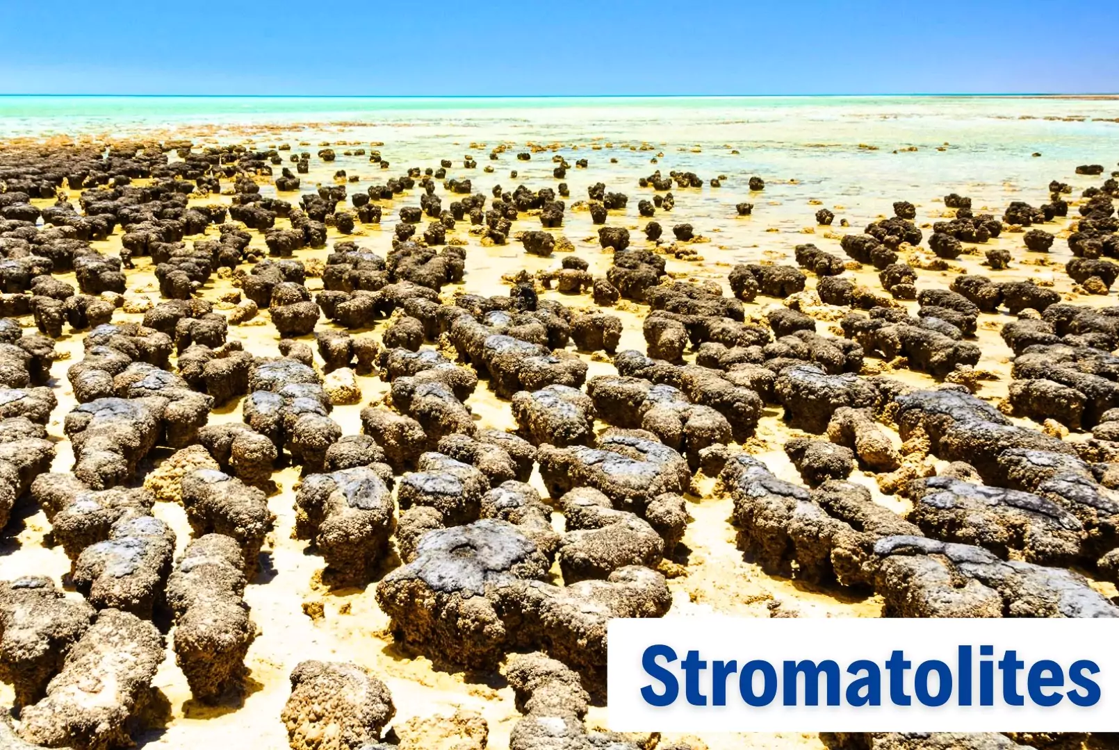 Stromatolites