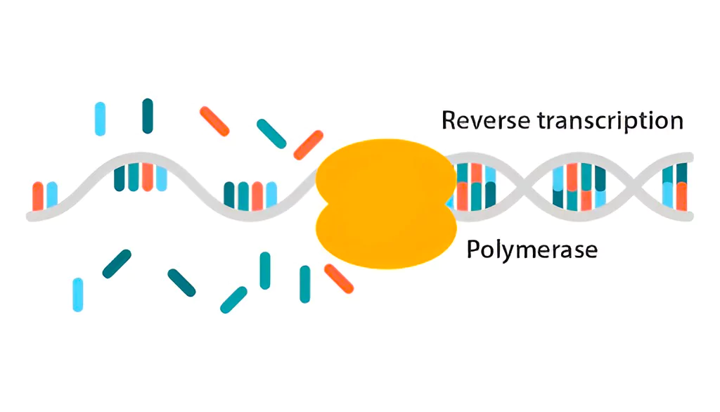 Reverse Transcriptase