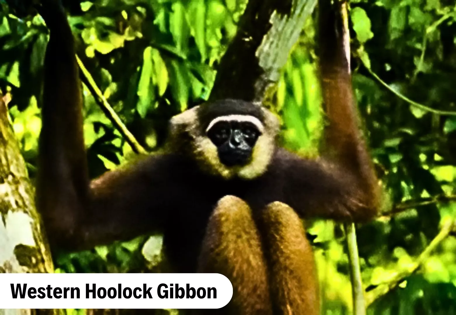 Hollangapar Gibbon Sanctuary
