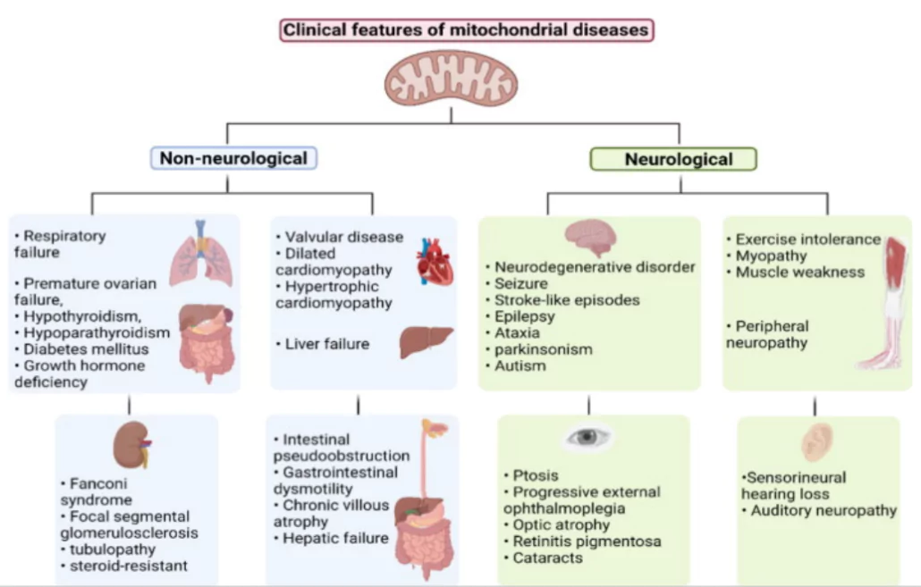 Mitochondrial Disease