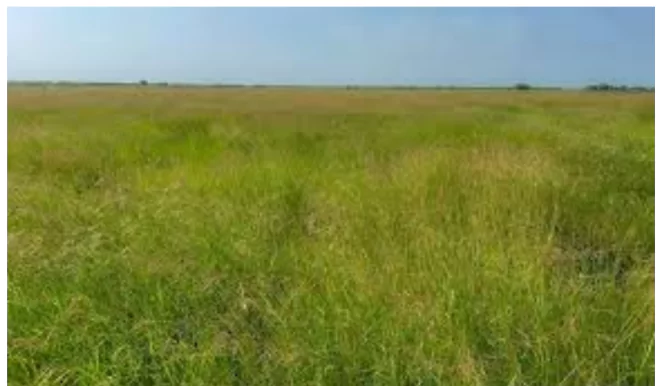 Banni Grasslands