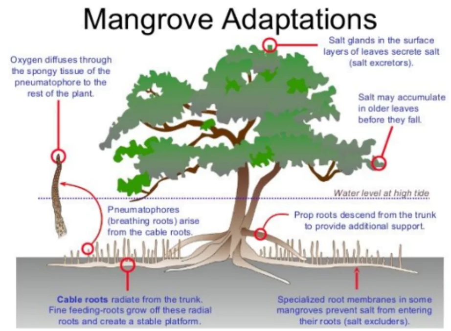 World Mangrove Day