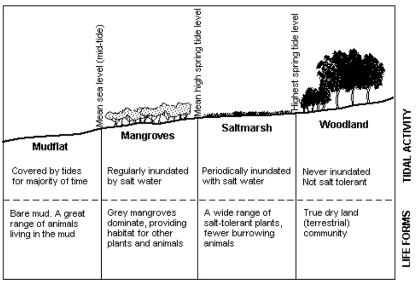 World Mangrove Day