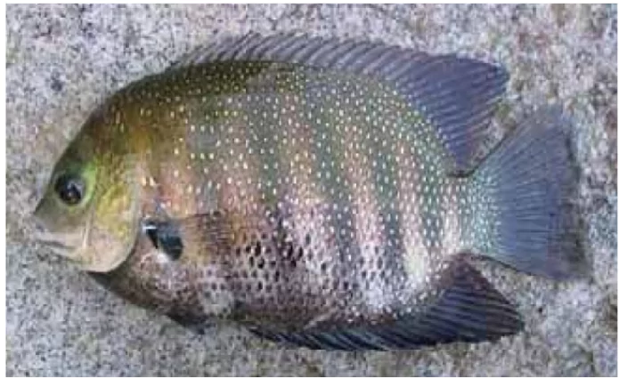 Pearl Spot Fish