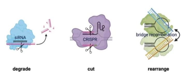 Bridge Recombinase Mechanism