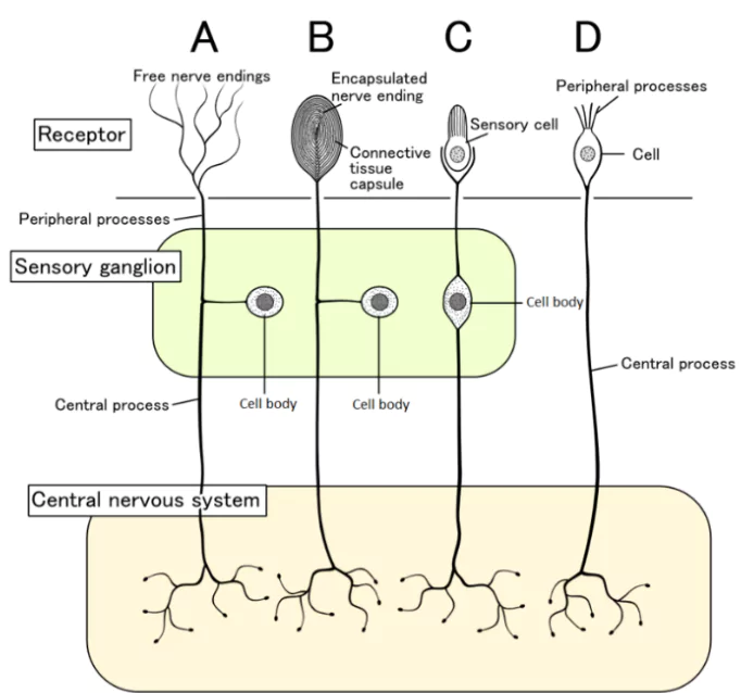 Pain-Sensing Cells