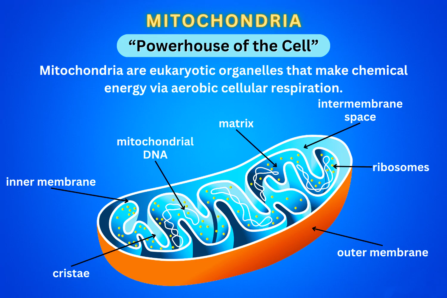 Mitochondrial Disease