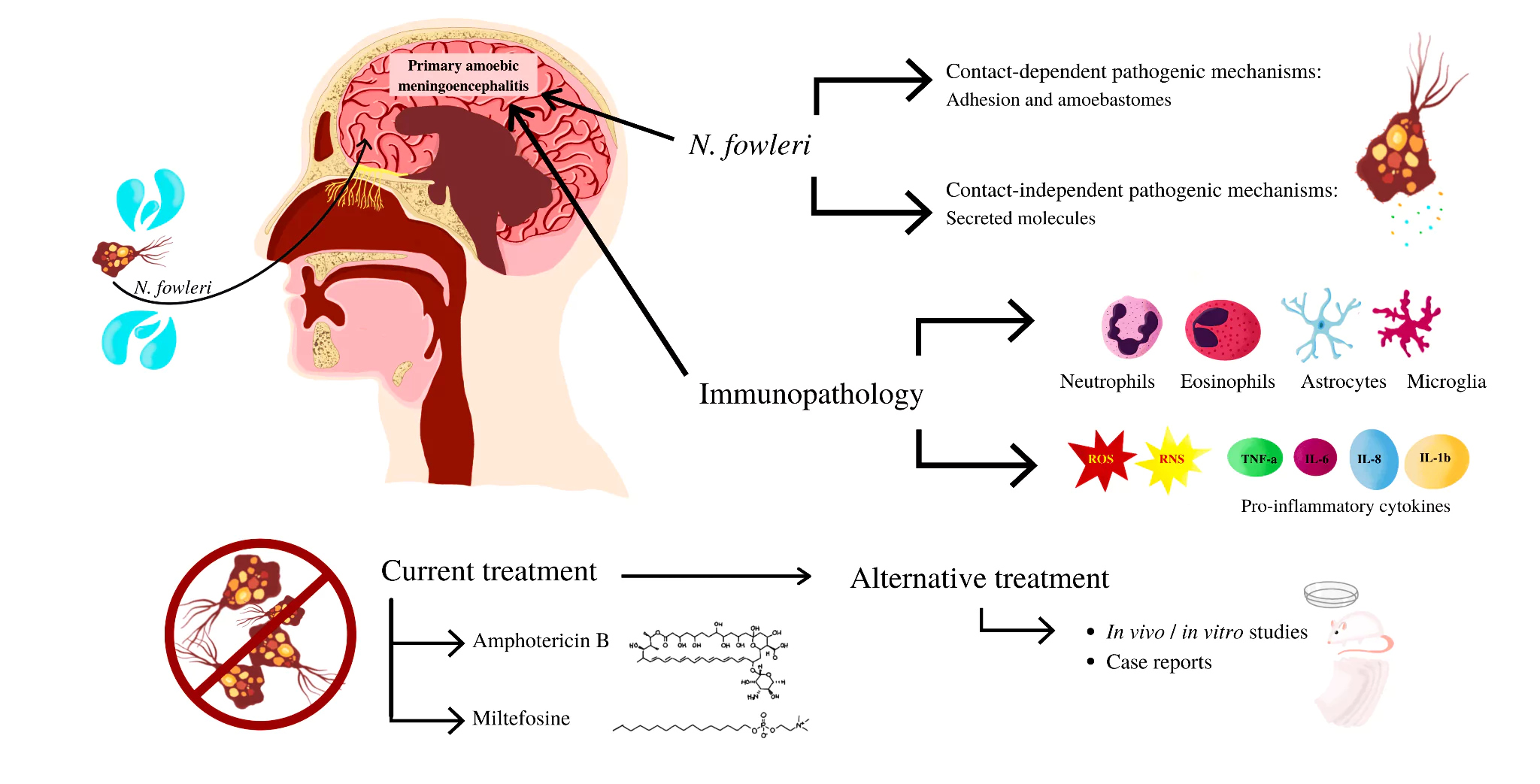 Amoebic Meningoencephalitis