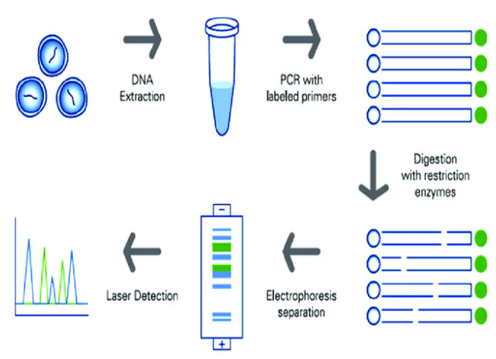 DNA Profiling