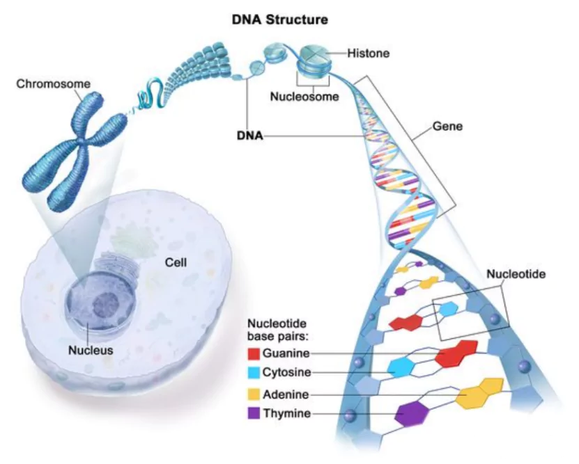 Gene-Editing tool