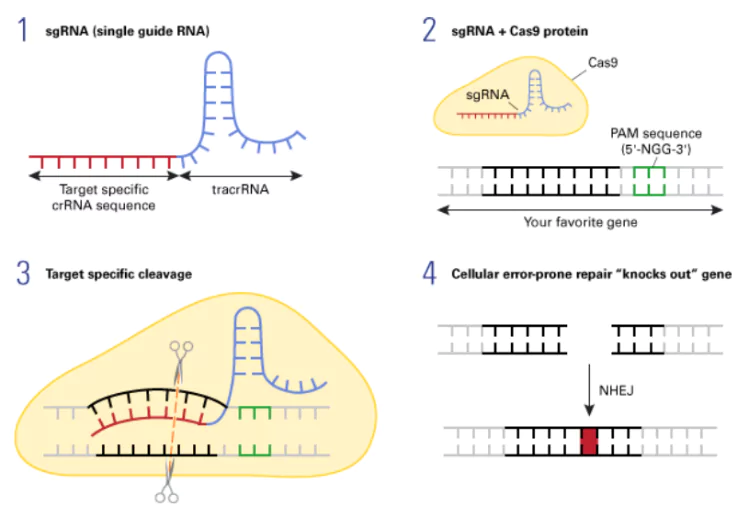 Gene-Editing tool