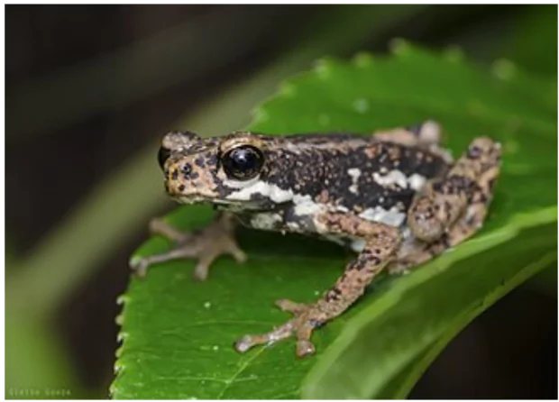 Malabar Tree Toad